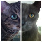 Hazel And Blue - @hazel_blue - Instagram