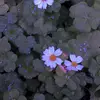 Hazel Blue - @hazel.blue77 - TikTok