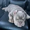 hazelblueee - @hazelblueee - TikTok