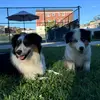 Hazel & Bolt - @hazel_and_bolt - TikTok