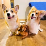 BAH 🐶🐶🐶 - @boss.abby.hazel - Instagram