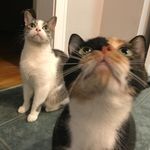 Hazel-Boss Berg - @hazelandboss - Instagram