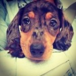 Hazel - @hazelbossypants - Instagram