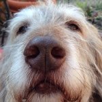 Hazle A Dog - @hazel_boss_dog - Instagram