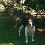 Hazel and Brady - @hazelandbradylife - Instagram