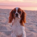 hazel brady - @hazelthepuppy1 - Instagram