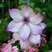 Hazel Brand - Facebook