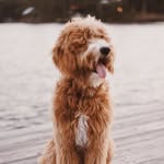 honeybear & hazel brewer - @hazelandhoneybear - Instagram