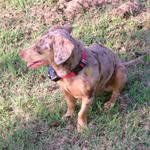 Hazel the Dog - @hazel.bridges - Instagram