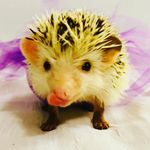 Hazel bright - @hazel_thehedgiehog - Instagram