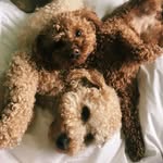 Buck & Hazel - @buck_hazel - Instagram