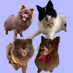 Bunni, Cookie, Tom, Hazel & Caju - @bunni_cookie_tom_hazel_caju - Instagram