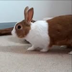 Hazel - @_hazel_the_bunny - Instagram