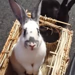 hazel - @hazel.bunny21 - Instagram