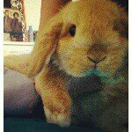 Hazel - @hazel_bunny - Instagram