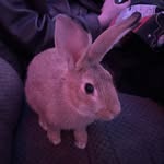 Hazel🐇🩵 - @hazel_bunny_official - Instagram