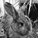 Hazel - @hazelbunny12 - Instagram