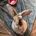Hazel the Bunny - @_hazel_bunny_ - Instagram