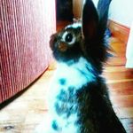 Hazel the bunny - @hazel_thebunny - Instagram