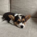 Hazel Burns - @hazelthe_corgi - Instagram