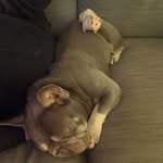Hank Burnside!!! - @hankie_and_hazel - Instagram