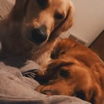 Hazel Louise Carroll - @hazellouisecarroll - Instagram