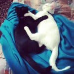 Casper and Hazel🐱 - @casperhazel426 - Instagram