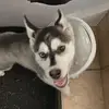 Casper_and_Hazel - @casper_and_hazel - TikTok