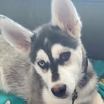 Casper the dawg - @casper_and_hazel - Instagram