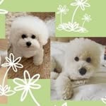 @casperandhazelbichon - Instagram