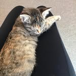 hazel & casper - @spookycatscooking - Instagram