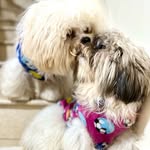 Hazel & Casper - @the._shihtzus - Instagram