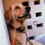 Hazel_Casper_Bella - @kandhari_pets - Instagram