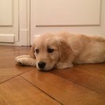 Hazel WonTon Castle - @hazel_wonton_castle - Instagram