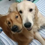 Hazel & Chase the GOLDIES - @goldenhazelandchase - Instagram