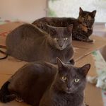 Hazel, Chase, & Mocha - @hazel_chase_mocha - Instagram