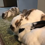 Chester & Hazel & Ruby - @chesterloveshazel - Instagram