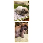 Chester Remmy & Hazel Ann - @chester.and.hazel - Instagram