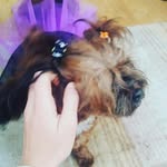 Coco,Hazel,Chester,Paddington - @coco.cavapoo - Instagram