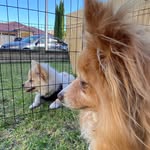 Hazel & Chester - @hazelxchester - Instagram