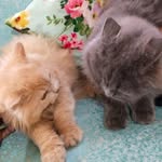 HAZEL & CHESTER - @whiskerswags26 - Instagram