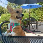 Hazel&Chester - @the_legless_wonders_ - Instagram
