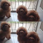 Chestnut,  Mocca, Hazelnut 🐩🐩🐩 - @chestnut_mocca_hazelnut_ - Instagram