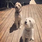 Chestnut and Hazel - @adventuresofchestnutandhazel - Instagram