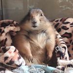 Chestnut&Hazel - @chestnut_hazel - Instagram