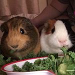 Hazel And Chestnut - @hazelandchestnut - Instagram