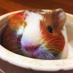 Hazel, Chestnut, Komi & Nutmeg - @_nutmeg.hazel.chestnut.komi_ - Instagram