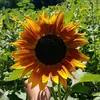 Hazel Clements - @haz.clements - TikTok