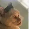 Hazelcloud - @hazelcloud2 - TikTok