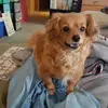 Hazlyn1984 - @hazel.cochran66 - TikTok